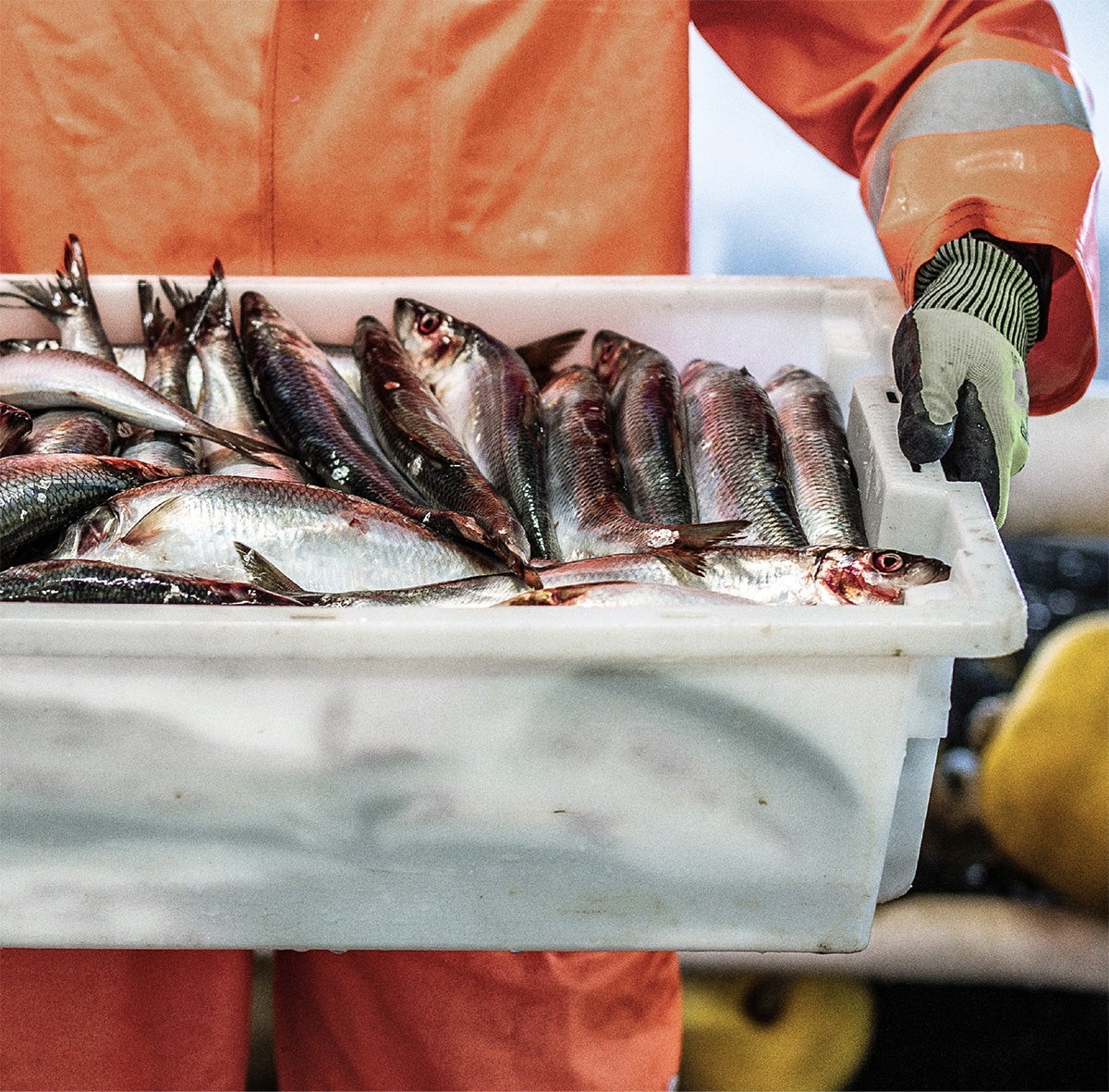 Fisherman holding a crate of caught fish