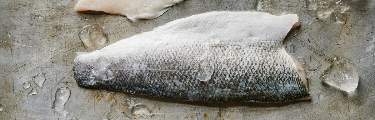 Single Piece Sea Bass