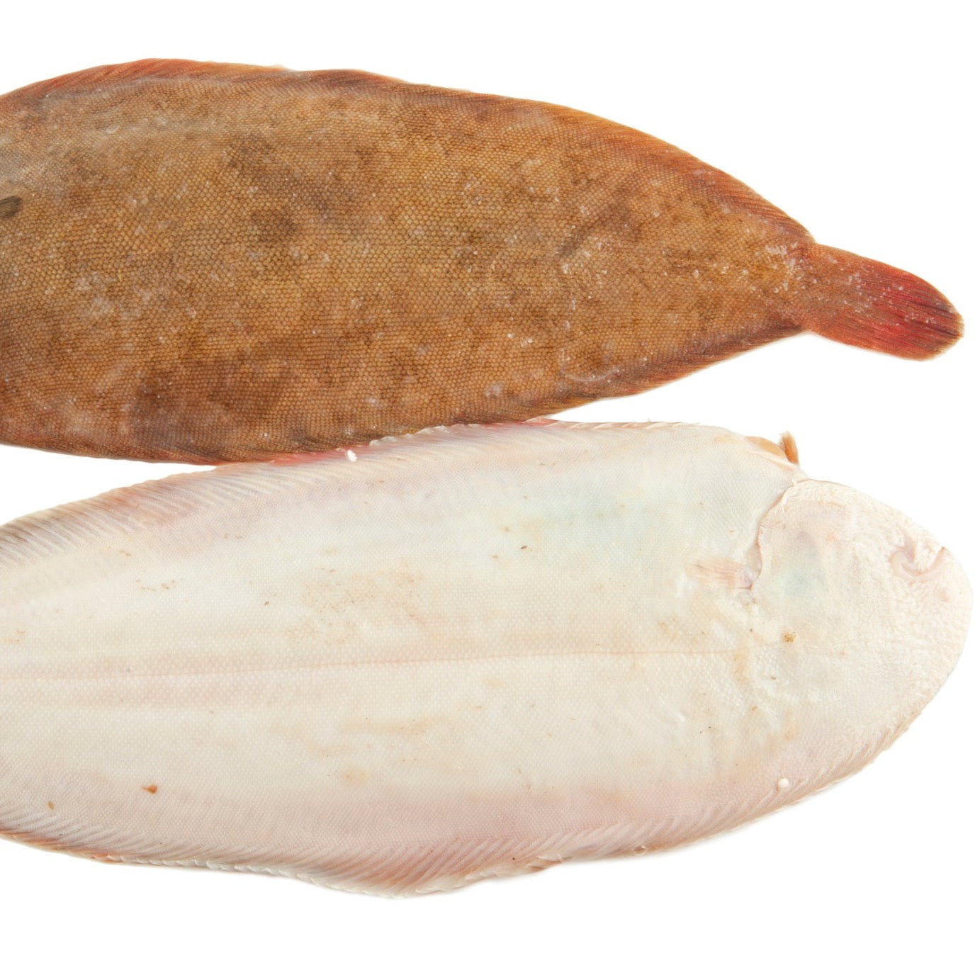 Whole Dover Sole