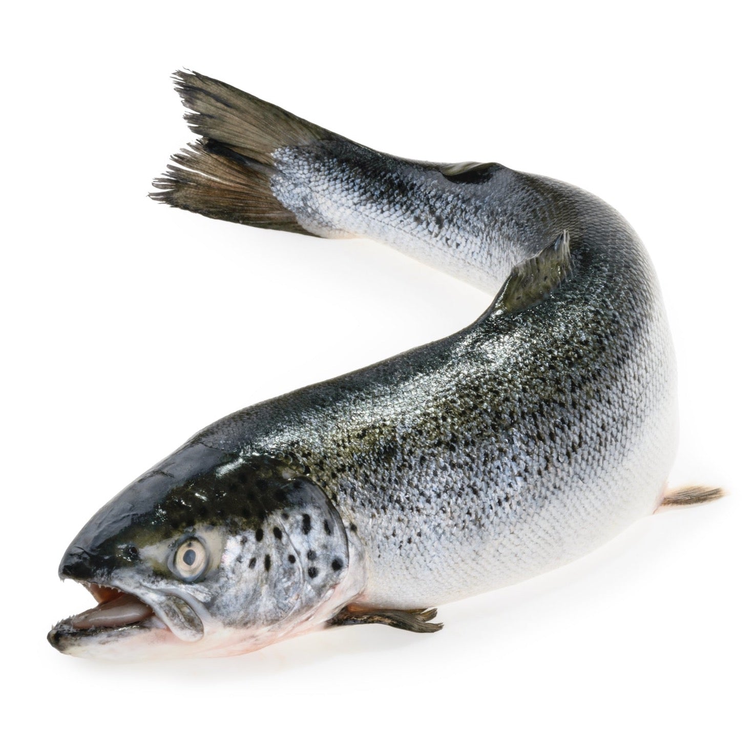 Whole Salmon